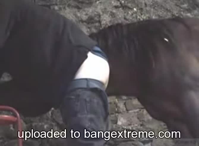 Video :Big horse dick banging the anus of gay beastie gal